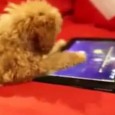 Un chien + un iPad = un drôle de samuraï Une vidéo qui n’a pas d’autres prétentions que de permettre de constater qu’il n’y a pas que les chats qui peuvent s’amuser avec l’iPad.
