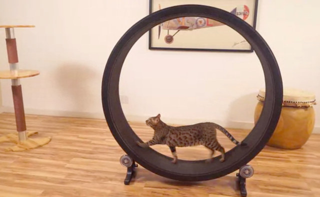 Une roue de hamster… pour chat. GentleGeek